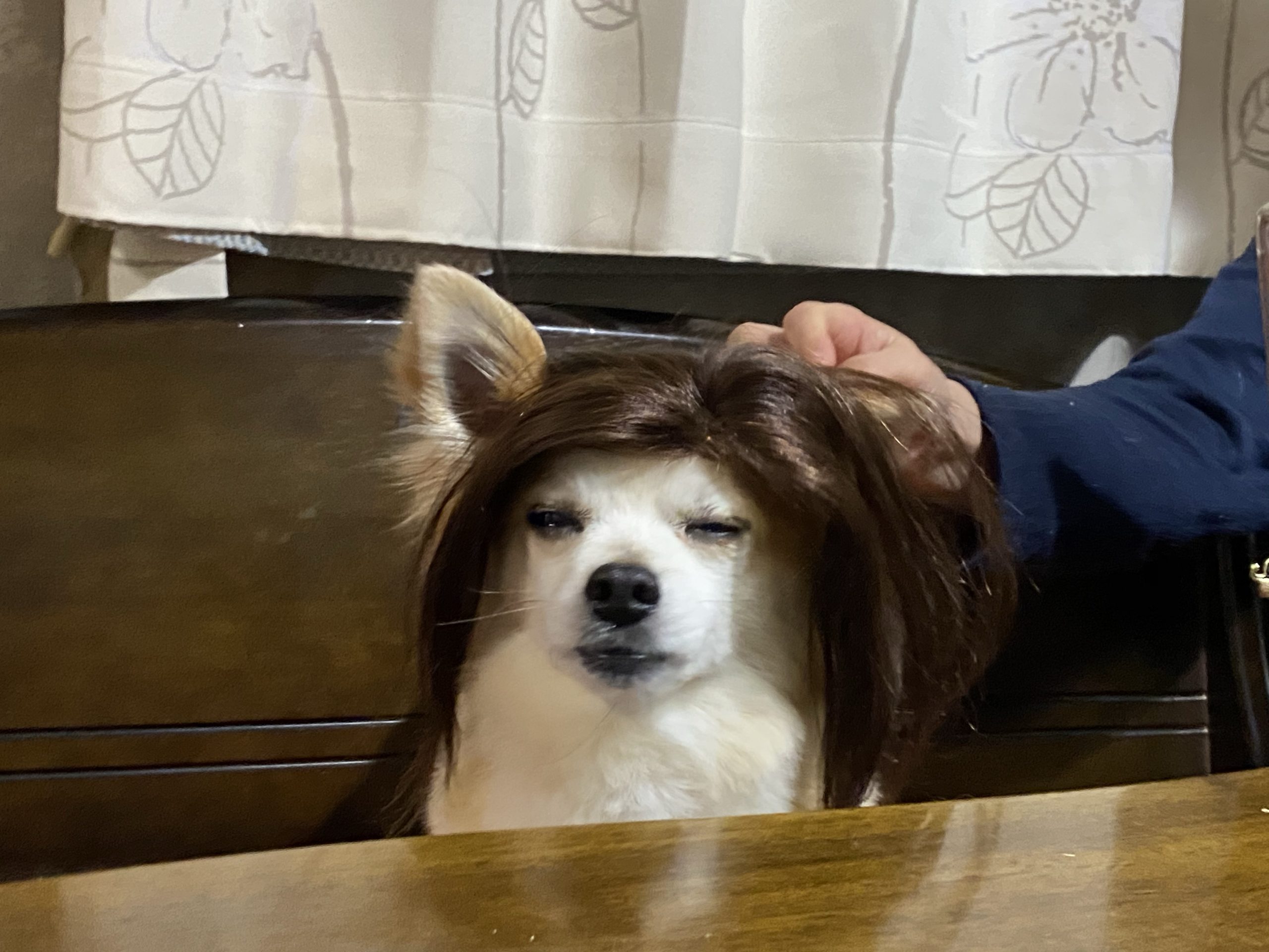 カツラ犬 美容室ヘアノンナ齋藤のブログ